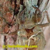 /home//u458753944/public_html/sourcegallery///////////Insects and small critters/aphids cicadas lanternflies and true bugs (Hemiptera)/P8110038.JPG